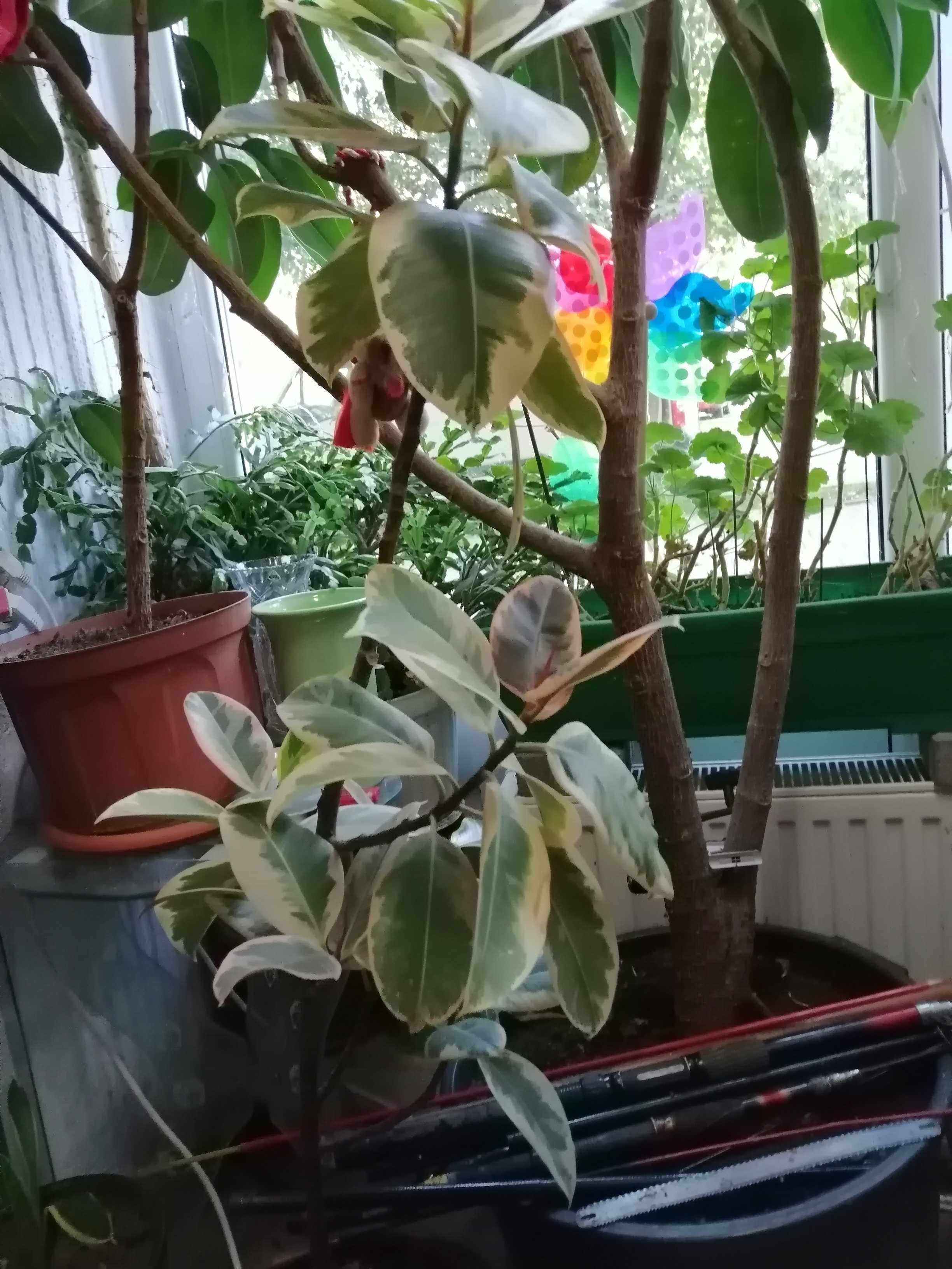 Ficus bicolor planta apartament/birou