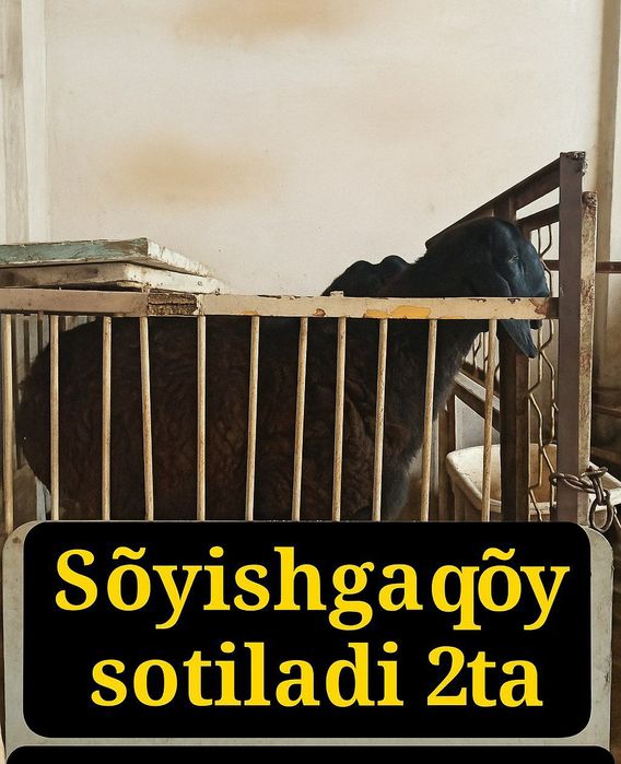 Sõyishga ikkita qõy sotiladi