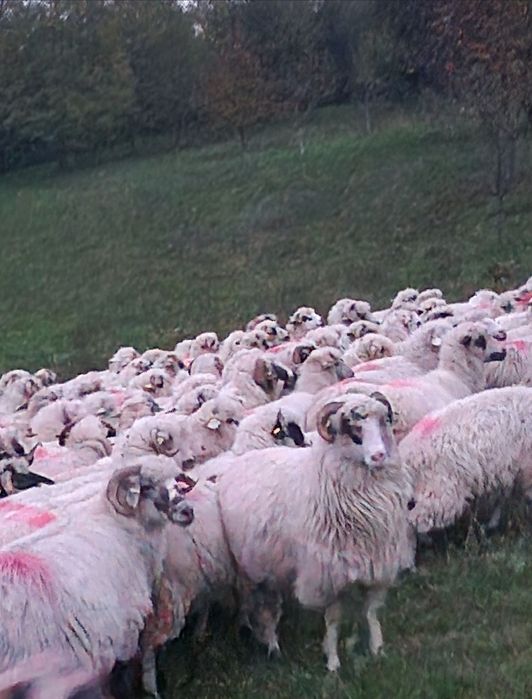 Oi reforme , grase .