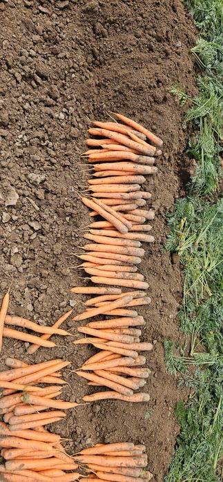 Morcovi Pătrunjel  pastranac