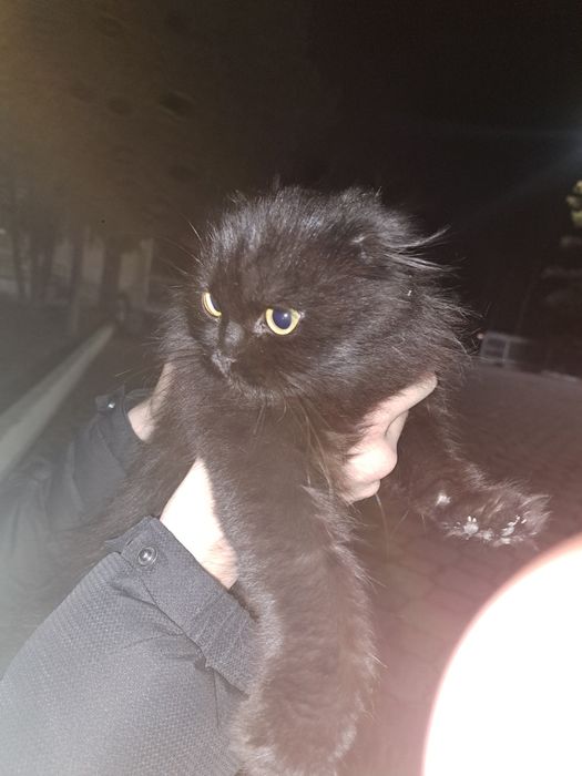 Продам породистого кота