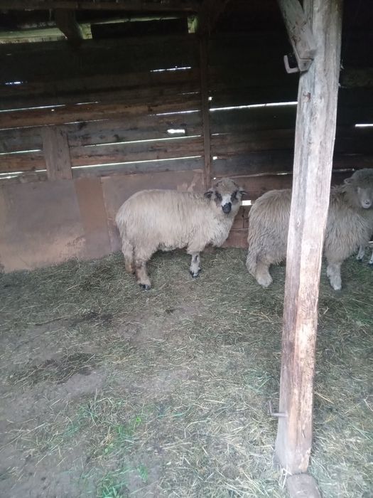 De vânzare mieluțe.