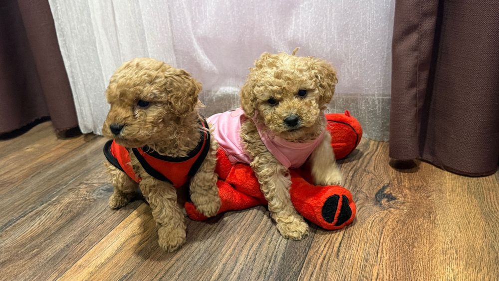 Пудел той, пуделчета