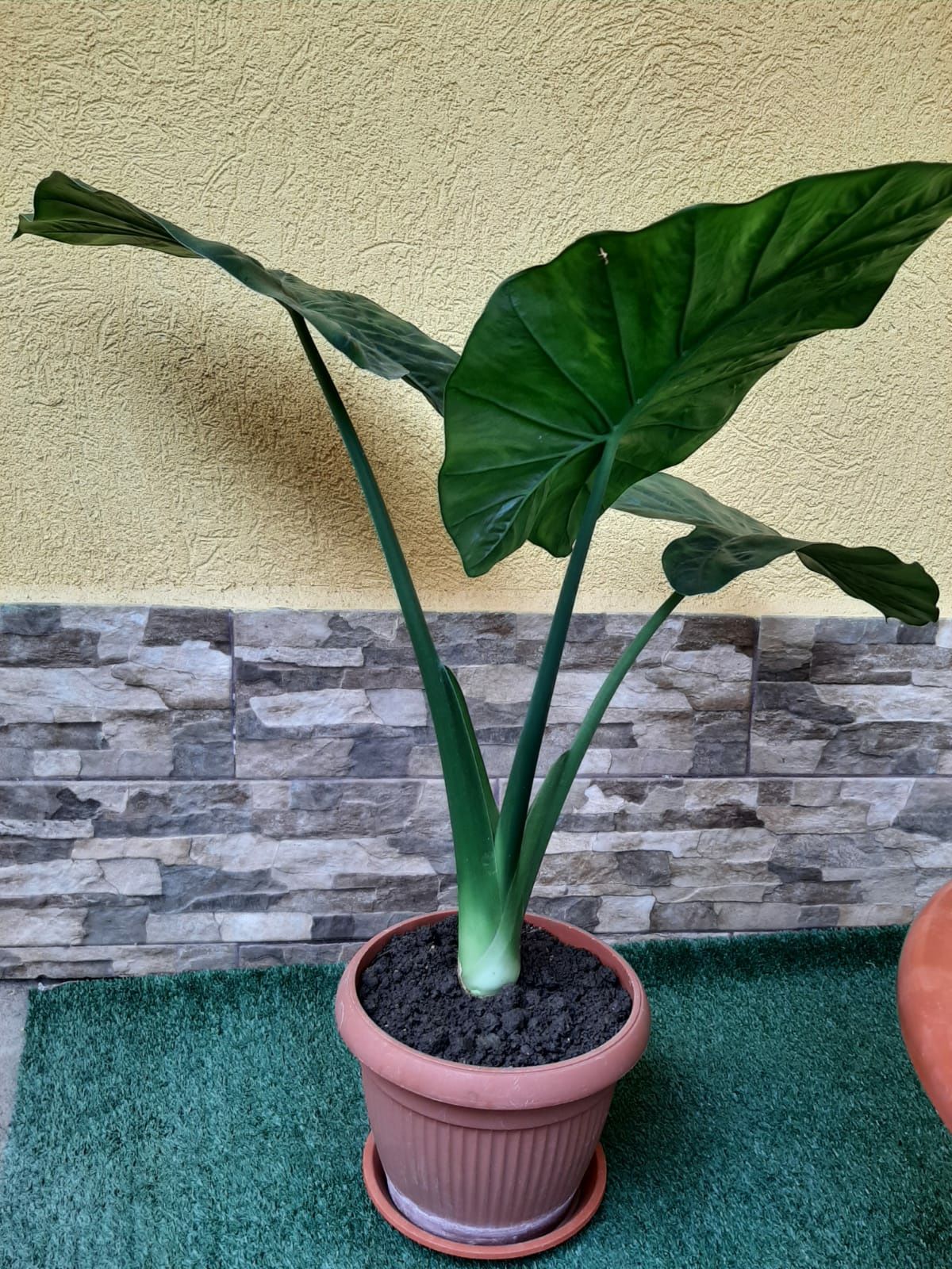 De vânzare urechea elefantului (colocasia)