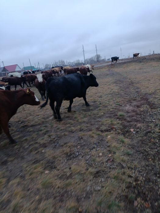 Продам корову на мясо