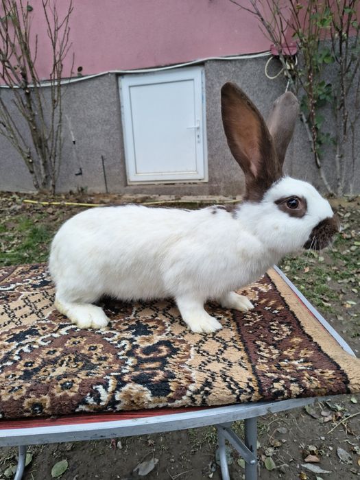 Mascul Pestriț German