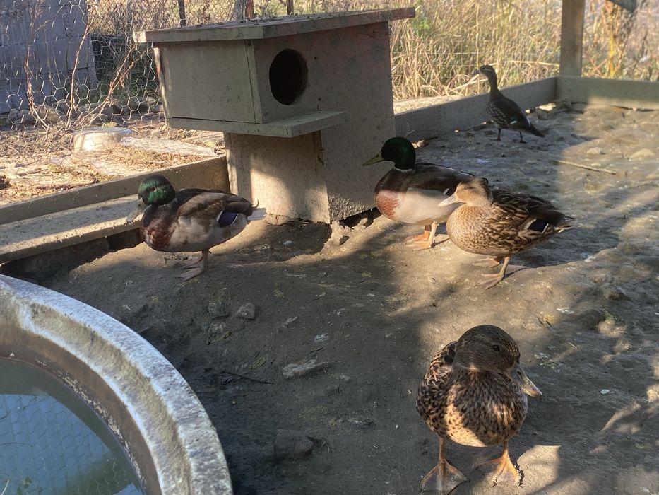 Vand pereche rate salbatice