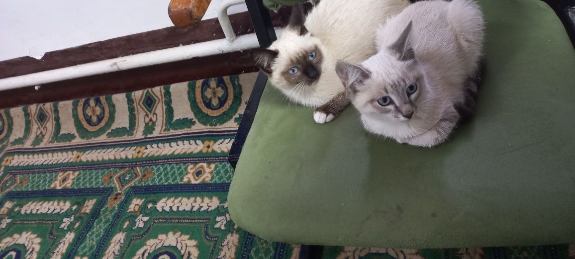 Продам котят примерно 3 айлық