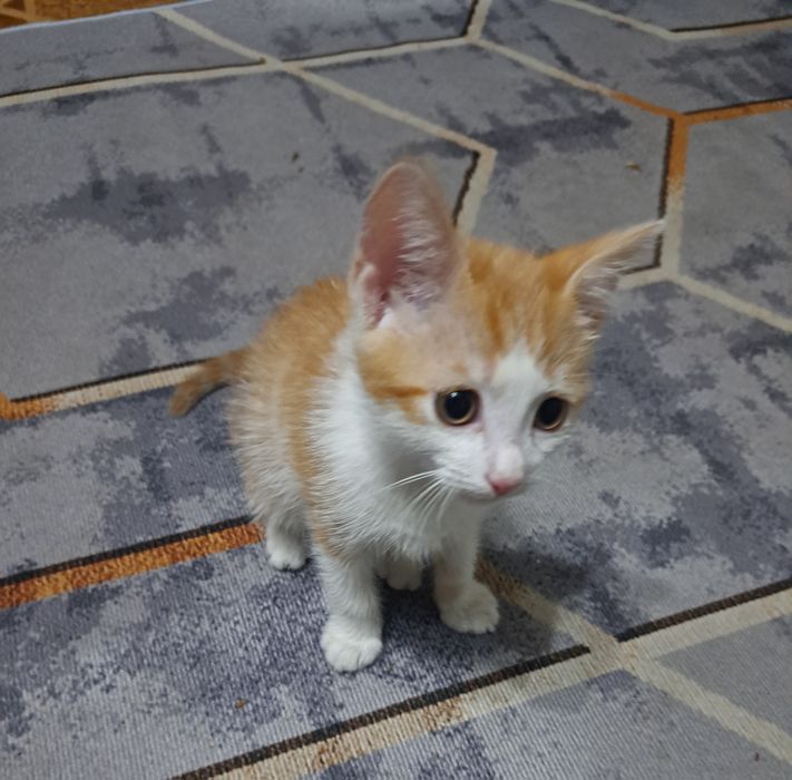 Котеночек мальчик в хорошие руки