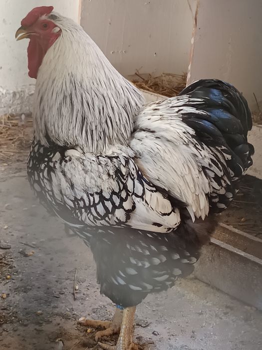 Cocoș Wyandotte Argintiu din Cluj Napoca caută o gospodărie