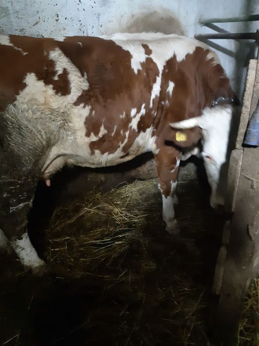 Vaca de vanzare are 4 ani și ii la a III fătare, gestanta în 6 luni.