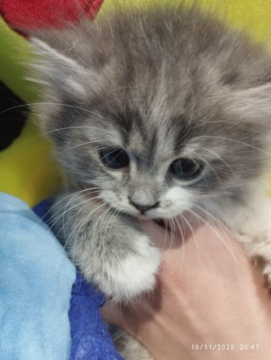 Mushukcha zudlik bilan sotiladi