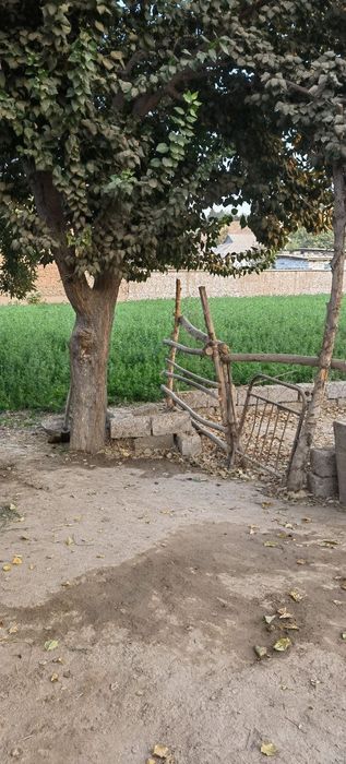 Qumqo'rg'on tumanida Qorsoqli mfuda