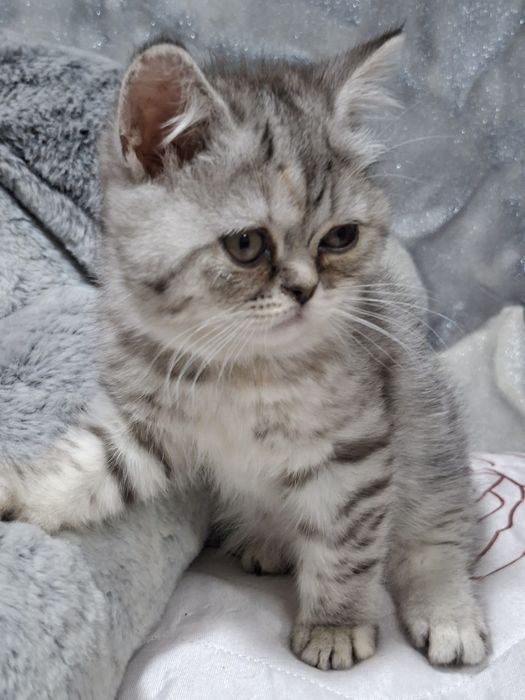 Шотландская скоттиш страйт