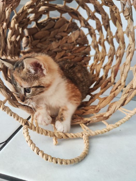 Donez pisicuță junior