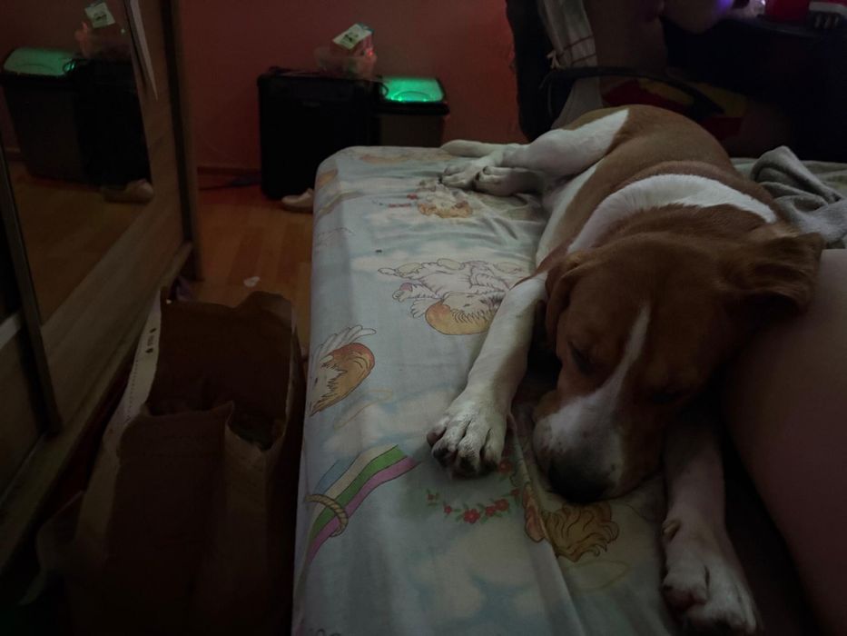 Dau spre adoptie cățel 1 an