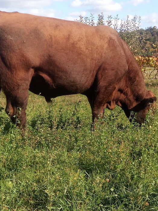 De vânzare sau schimb taur angus