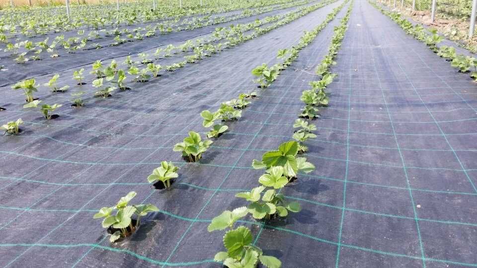 Folie agrotextil / antiburuieni role 25/50/100m - Tratat uv GARANTIE