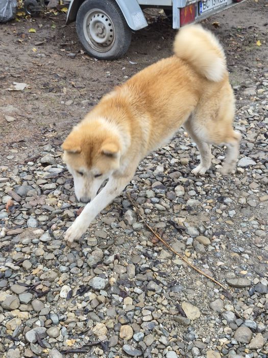 Donez cățel Akita Inu