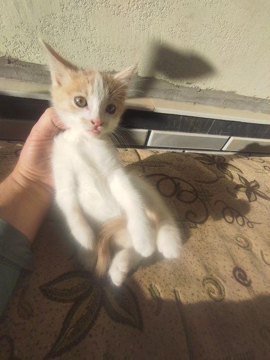 Отдам даром котят