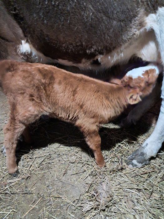 Vând vita din monta angus