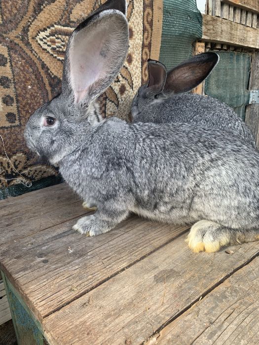 Urias german chinchila