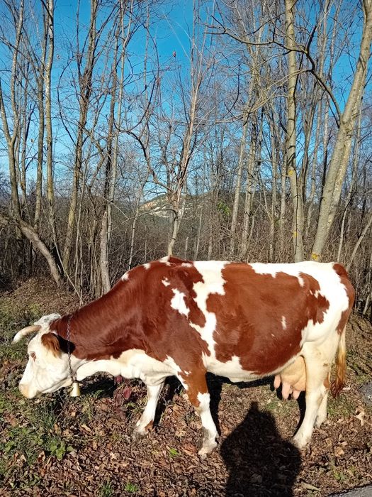 Vând vaca pentru abator
