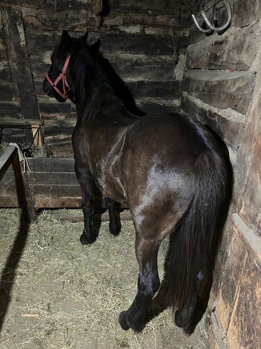 De vânzare mânz un an si 4 luni