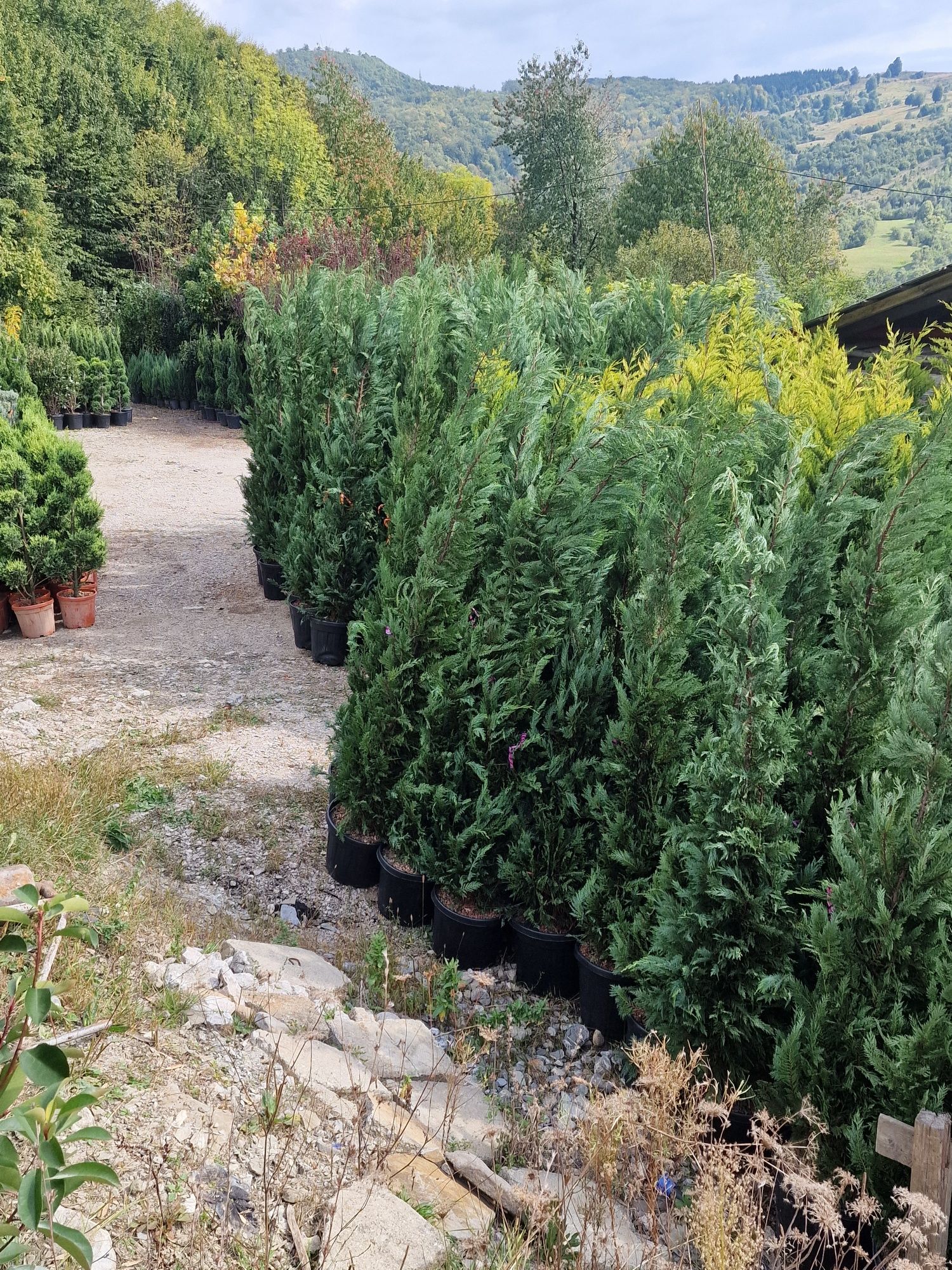 Plante de gradina  Mesteacăn  Tei platan  Leylandi  photinia pin brazi