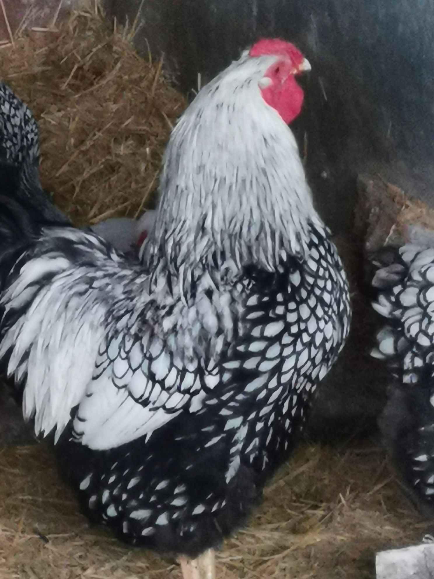 Vând cocoși brahma încuiepand de 150 lei bucata