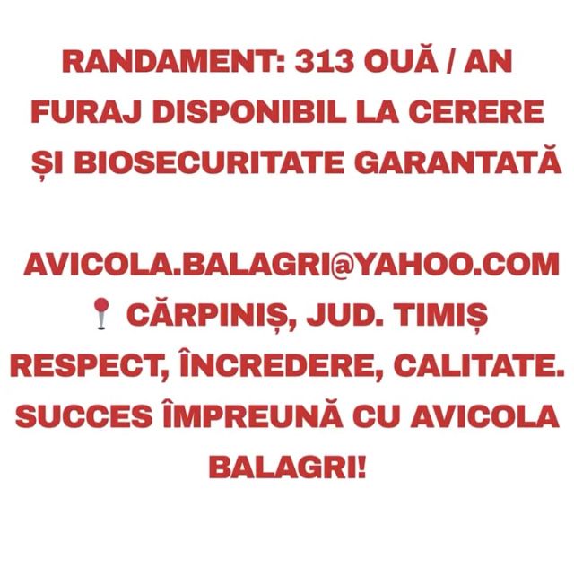 De ce să cumperi puicuțele direct din fermă avicolă Balagri?