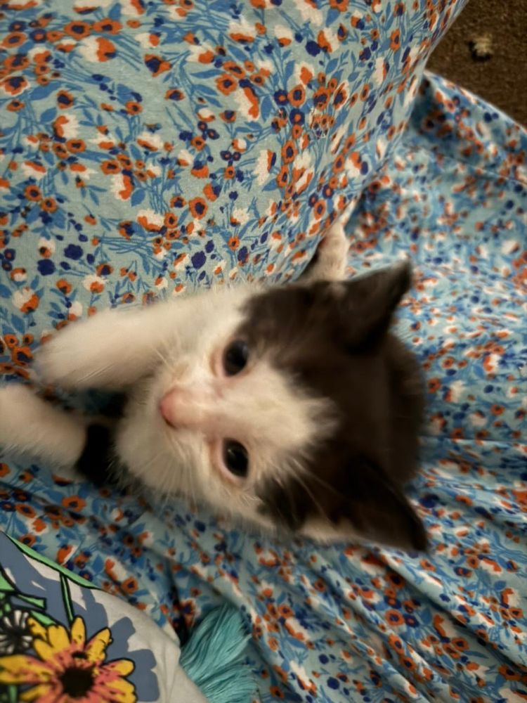 отдаю чистых домашних котят
