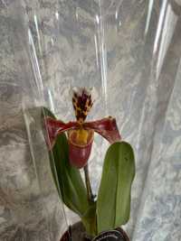 Орхидеи пафиопедилиум