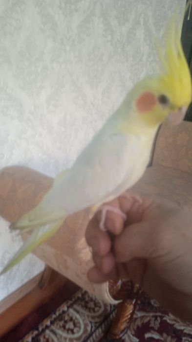 Птица попугай карелла жёлтый белый. Ручной. 5метр жойда Бир пара