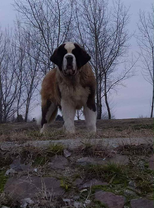 Продава се куче Самбернар