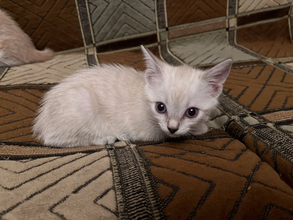 Отдам котят даром