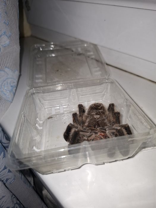 мёртвый паук, пушистый