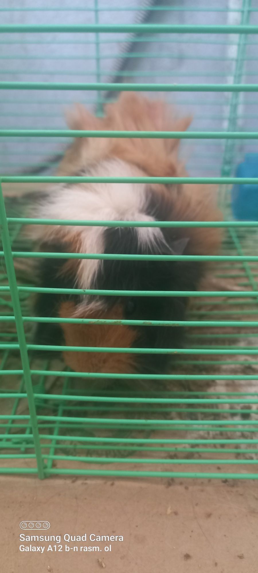 Hamyak yoki hamster