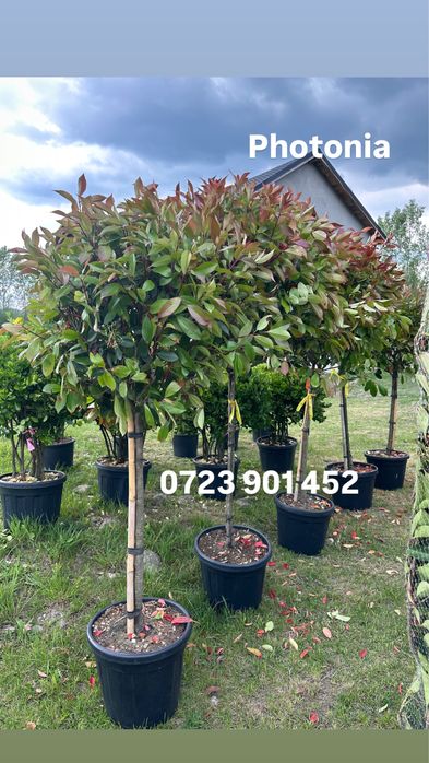 Plante ornamentale de diferite varietatii