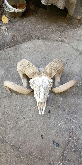 Череп на овен най-новото
