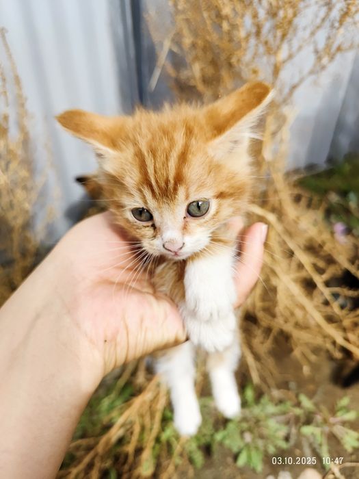 Кот отдам в хорошие