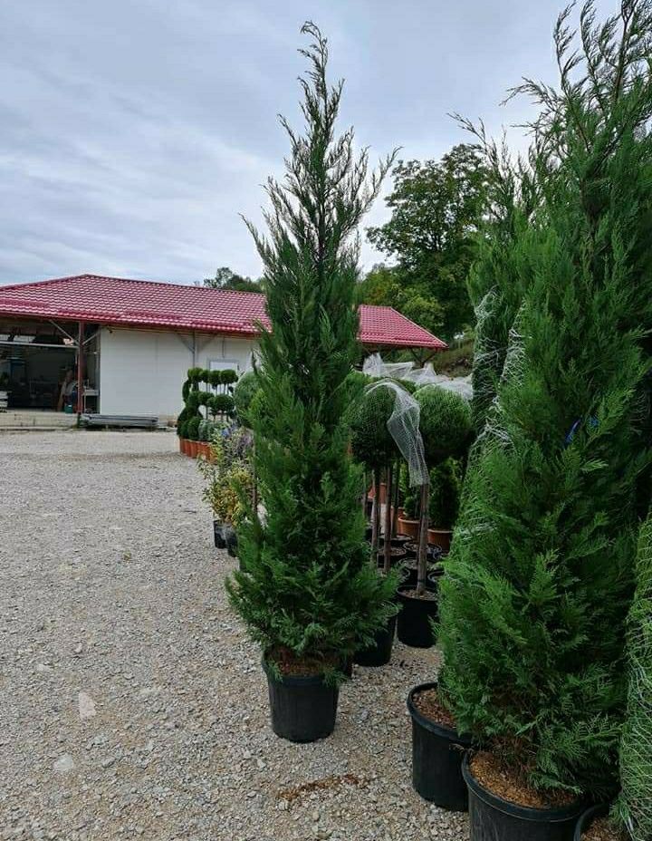 Leylandii chipaross 1,50 2m 2,50 3m