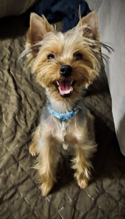 Подарявам Мини йорки на 10 месеца