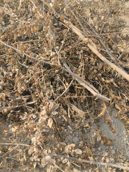 Òtin sotiladi kelishamiz