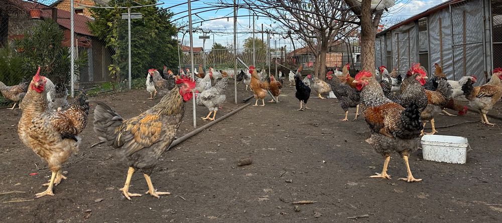 Продавам Селски петли