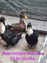 Rate moțate colorate