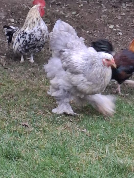 Vând familie Brahma