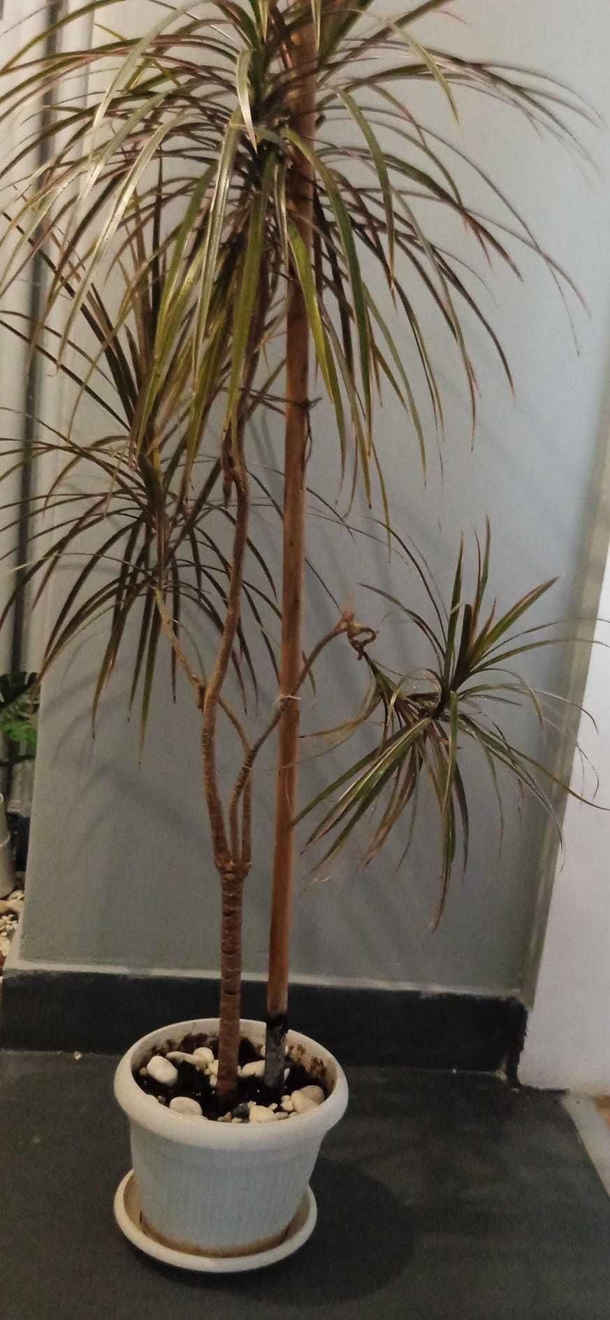 planta naturala Dracaena  Planta de apartament  planta decorativa mare
