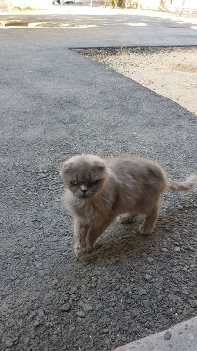 Скотиш Фолл, дымчатый окрас