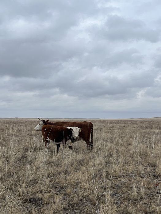 Потсостар сатылады